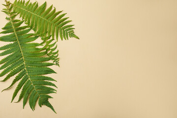 Beautiful tropical fern leaves on beige background, flat lay. Space for text