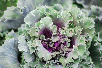 Ornamental decorative cabbage close-up in the garden. Natural background from cabbage. Landscaping.