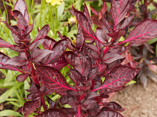 Herbst's bloodleaf or Iresine herbstii 'Blazin Rose' gorgeous plant with foliage interest for its rich ruby coloured leaves