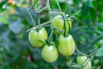 Garden tomatoes on the bush. Spicy vegetables on the farm. Growing natural tomatoes in natural conditions without pescides. Non-GMO products. Selective focus.
