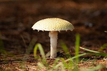 Mature Fly Agaric Mushroom