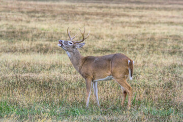 Fototapeta premium Crooning Buck