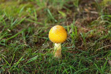 wild mushroom - fly agaric, young