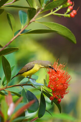 Olive-backed sunbird with Rak Lake Prop flower.