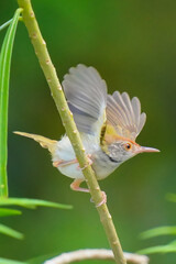 Beautifull moving of Common Tailorbird.