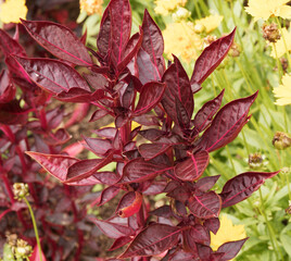 Iresine herbstii | Herbst's bloodleaf or beefsteak 'Blazin Rose' plant with ornamental foliage. Red...