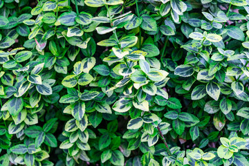 Fototapeta na wymiar Garden euonymus variegated. A kind of euonymus. Gardening, landscaping. Sunny day. Natural background.