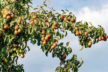 Many green pears on tree ready to harvesting on blue sky background. Pear orchard with green pears....