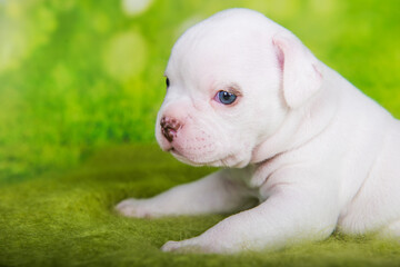 Close up portrait of American Bullies puppy on green background