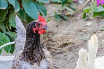 Variegated chicken close-up on the farm. Laying hen on grazing. Natural farm production.