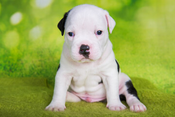 White black American Bullies puppy on green background