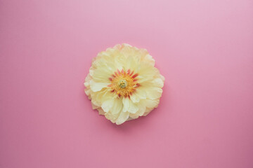 Beautiful yellow peony in full bloom on pink background, top view. Copy space. Summer flat lay. Garden treasure.