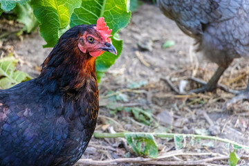 Black chicken close-up on the farm. Laying hen on grazing. Natural farm production.