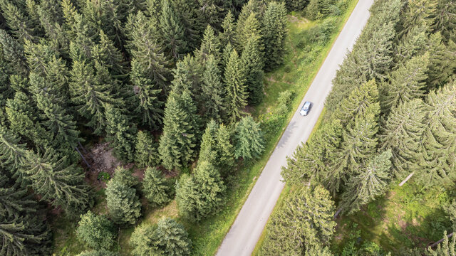 Stra&szlig;e mit Auto Nadelb&auml;umen von oben