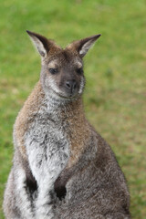 Rotnackenwallaby / Red-necked wallaby / Notamacropus rufogriseus