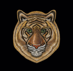 There is an illustration of tiger head. Black background. Isolated.
