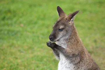 Fototapeten kangaroo in the grass © Ludwig