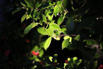 bright spot on green leaves, Selective focus.