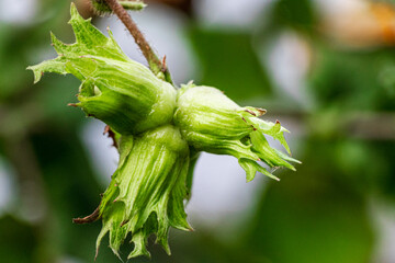 Young wild hazelnuts ripen on a tree in the forest. Natural natural vitamins. Close-up.