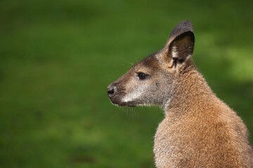 Rotnackenwallaby / Red-necked wallaby / Notamacropus rufogriseus