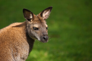 Rotnackenwallaby / Red-necked wallaby / Notamacropus rufogriseus