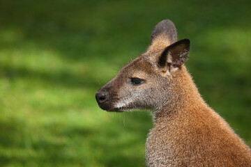 Rotnackenwallaby / Red-necked wallaby / Notamacropus rufogriseus
