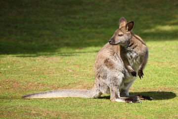 Rotnackenwallaby / Red-necked wallaby / Notamacropus rufogriseus