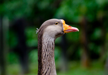 gray goose profile with orange beak on black and green background.