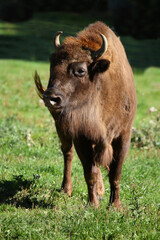 Wisent / European bison / Bison bonasus