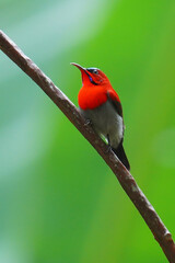 Crimson Sunbird on the branch.