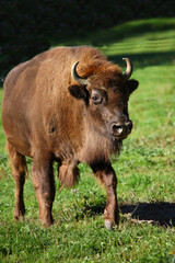 Wisent / European bison / Bison bonasus
