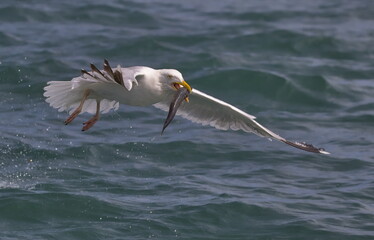 Fototapeta na wymiar Herring gulls fighting for fish in the North Sea off Bempton Cliffs, Yorkshire, UK