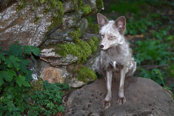 Obraz premium Pastellfuchs / Pastel fox / Vulpes