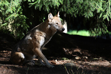 Wolf / Wolf / Canis lupus
