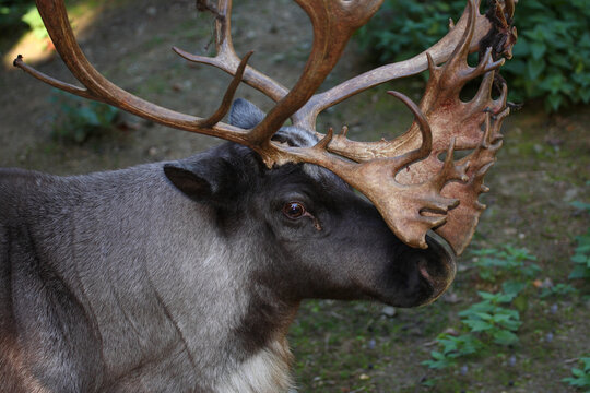 Rentier / Reindeer or Caribou / Rangifer tarandus