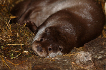Eurasischer Fischotter / Eurasien otter / Lutra lutra