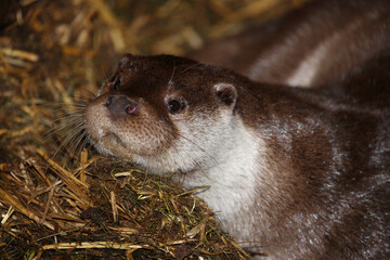 Eurasischer Fischotter / Eurasien otter / Lutra lutra