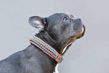 Black French Bulldog dog with long nose wearing a handmade paracord string collar
