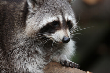 Waschbär / Raccoon / Procyon lotor