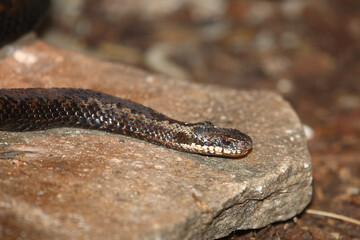 Kreuzotter / Common European adder / Vipera berus