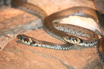 Ringelnatter / Grass snake / Natrix natrix
