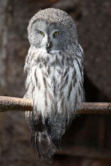 Bartkauz / Great grey owl / Strix nebulosa.