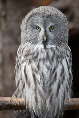 Bartkauz / Great grey owl / Strix nebulosa.