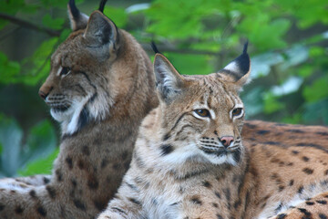 Eurasischer Luchs / Eurasian Lynx / Lynx lynx..