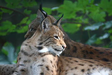 Eurasischer Luchs / Eurasian Lynx / Lynx lynx..