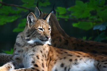 Naklejka na ściany i meble Eurasischer Luchs / Eurasian Lynx / Lynx lynx..