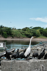 Group of scavengers with a heron in the foreground
