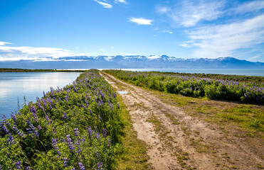 Summer Iceland panorama. Road near lake, bushes and flowers under blue sky.