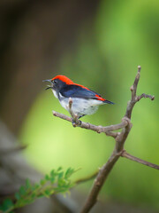 Scarlet-backed Flowerpecker bird on the branch.