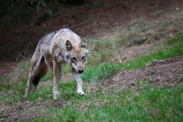 Wolf / Wolf / Canis lupus